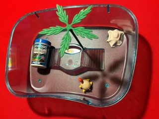 Piscina para tortugas con accesorios y comida.