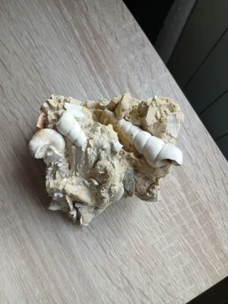 Fósiles caracoles marinos