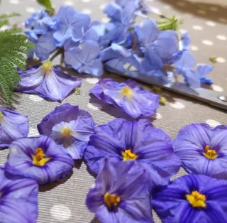 Pendientes flor Campanilla resina dorados