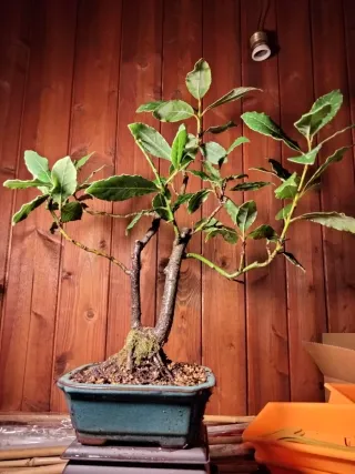 Bonsái Laurel (Laurus Nobilis)