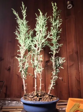 Mini bosque de cipreses estilo bonsai