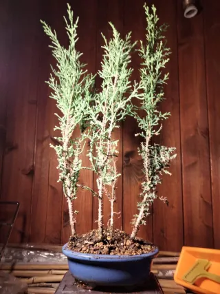 Mini bosque de cipreses estilo bonsai