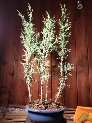 Mini bosque de cipreses estilo bonsai