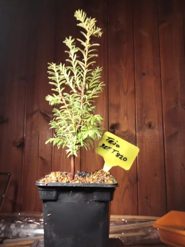 Tejo (Taxus baccata) joven