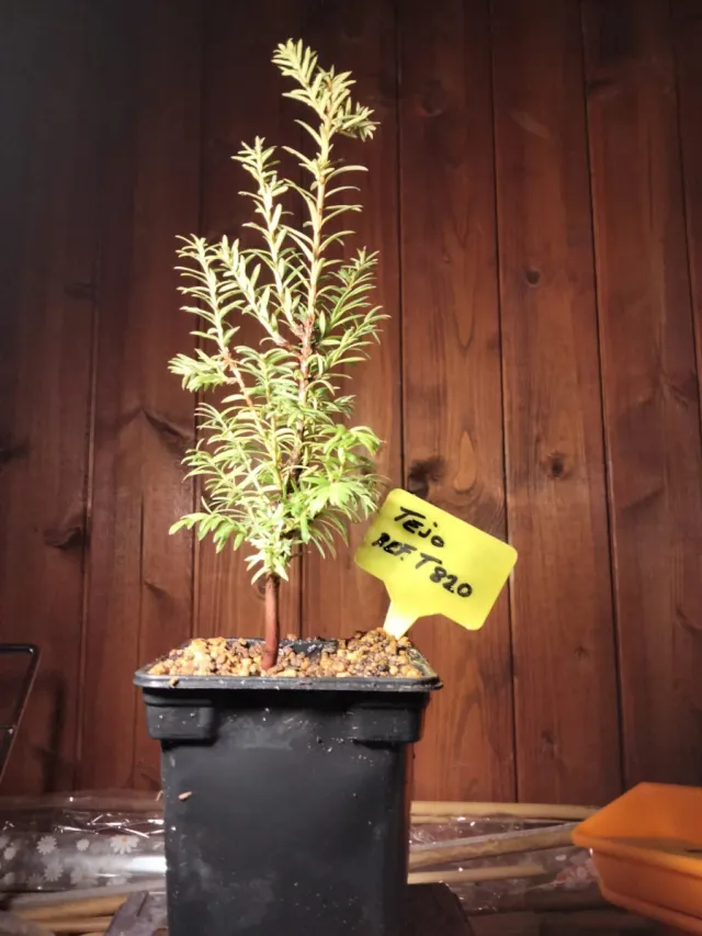 Tejo (Taxus baccata) joven