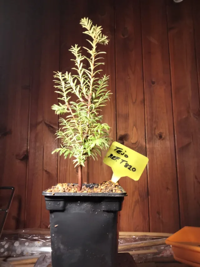 Tejo (Taxus baccata) joven