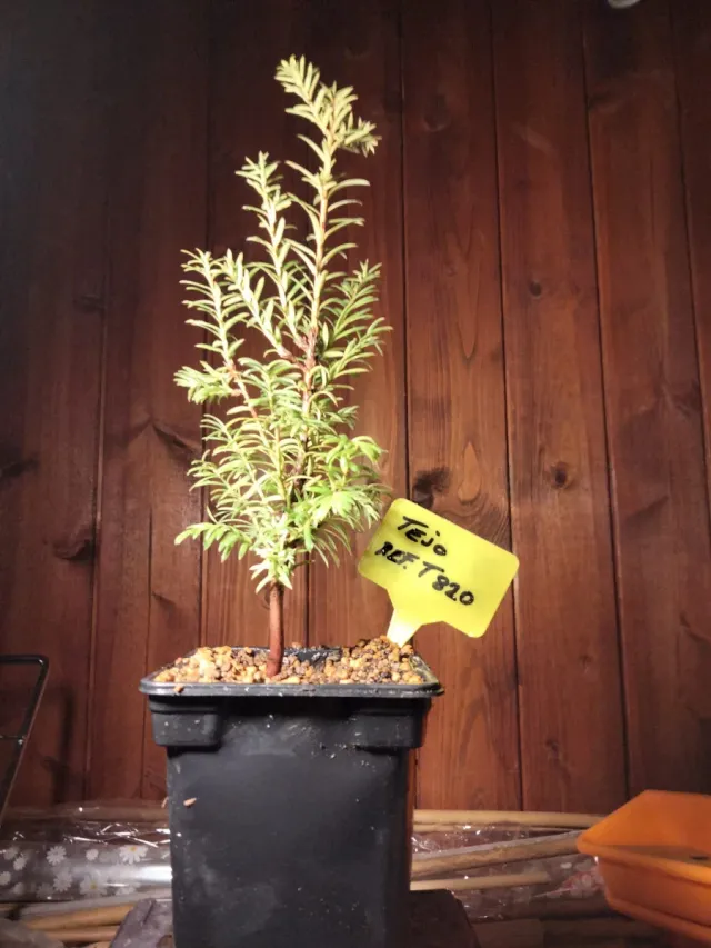 Tejo (Taxus baccata) joven