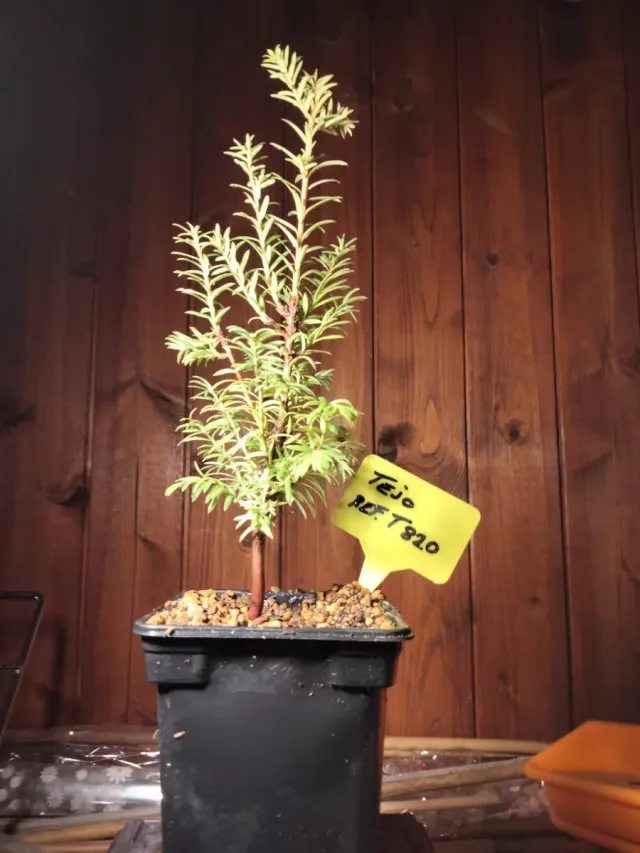 Tejo (Taxus baccata) joven