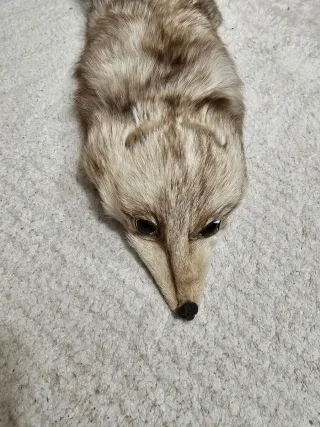 Estola de zorro blanco y gris