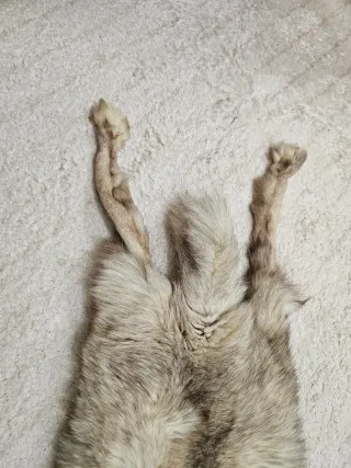 Estola de zorro blanco y gris