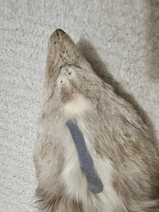 Estola de zorro blanco y gris