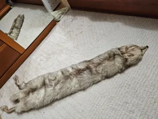 Estola de zorro blanco y gris