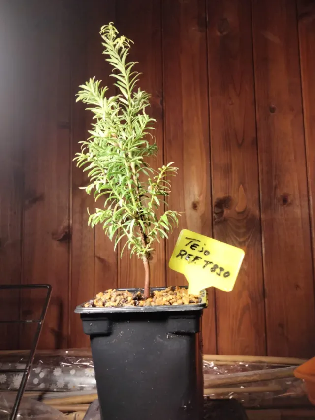 Tejo (Taxus baccata) planta