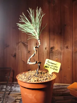 Prebonsai Pino Nigra REF PN815