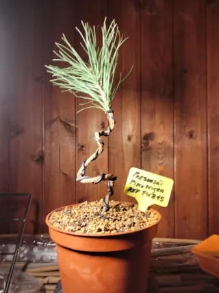 Prebonsai Pino Nigra REF PN815