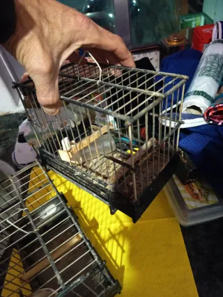 2 Jaulas Jilgueros/Mixtos