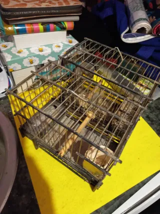 2 Jaulas Jilgueros/Mixtos