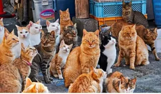 Donación: Transportines para colonias felinas