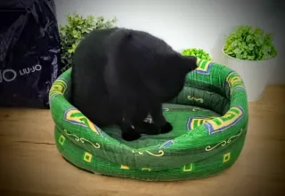 Cuccia per gatti/cani piccoli 100% cotone