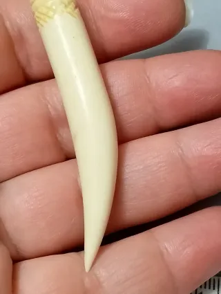 ciondolo in materiale nobile a forma di dente