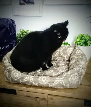 Cuccia per gatti / cani piccoli - Made in Italy,