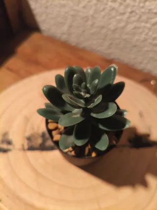 Planta Suculenta Artificial Decorativa