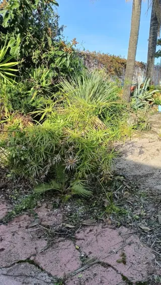 Pianta di papiro senza vaso