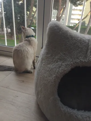 Cama para gato de invierno