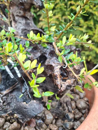 Pre-bonsai Olivastro con Legno Morto