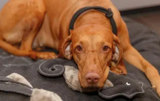 Collar perro anti tirones Talla L, nuevo