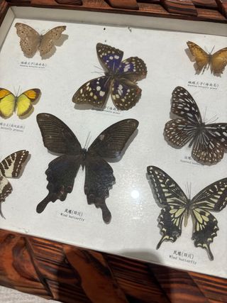 Cuadro de mariposas disecadas