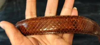 Cinturón Piel Lagarto Auténtica Marrón unisex