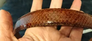 Cinturón Piel Lagarto Auténtica Marrón unisex