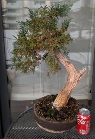 Bonsai Junípero Madera Seca Jin Tallado