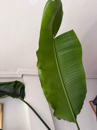 Planta Ave del paraíso