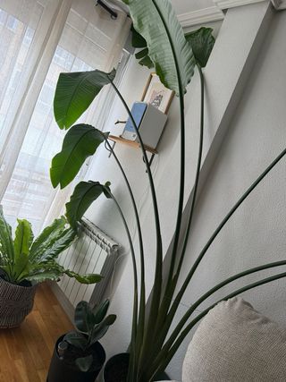 Planta Ave del paraíso