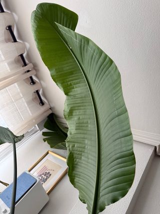 Planta Ave del paraíso