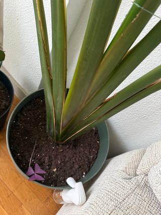 Planta Ave del paraíso