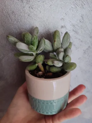 Cotyledon orbiculata leopard + maceta