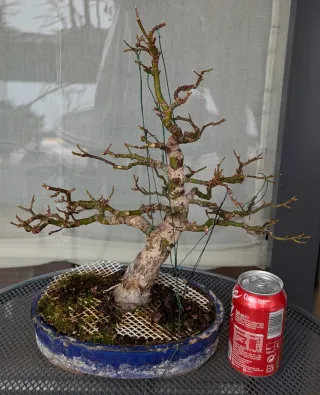 Bonsái Arce Japonés corteza vieja