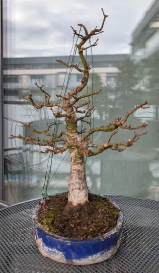 Bonsái Arce Japonés corteza vieja