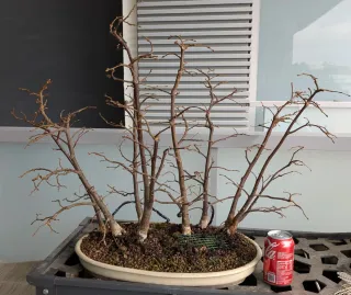 Bosque Tilos Pequeña Hoja Bonsái, muy bonito.