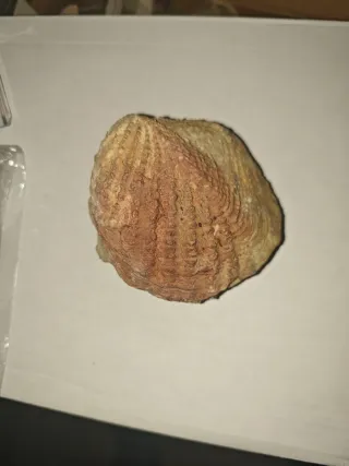 Fósil Quadratotrigonia Cretácico