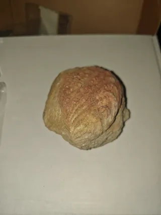 Fósil Quadratotrigonia Cretácico