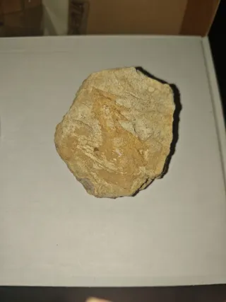 Fósil Quadratotrigonia Cretácico