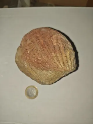 Fósil Quadratotrigonia Cretácico