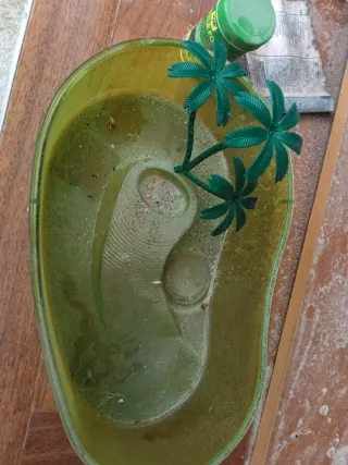 Vaschetta per tartarughe verde trasparente