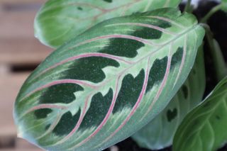 Maranta Leuconeura - Planta de la Oración