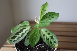 Maranta Leuconeura - Planta de la Oración
