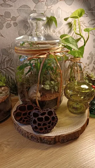 Terrario Cocodrilo. Jardín eterno